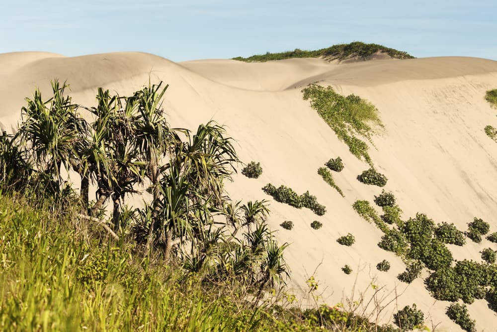 Sigatoka Sand Dunes