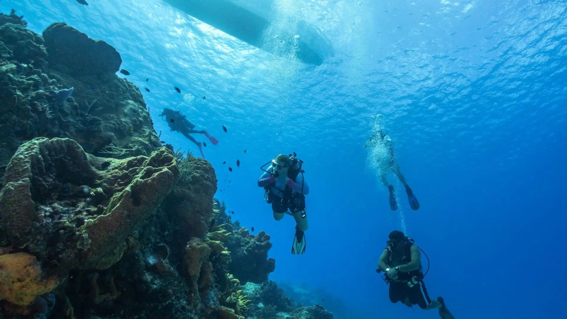 World-Class Diving